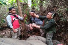 Seekor Gajah Sumatera...