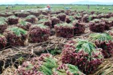 Industri Pasta dan Ekspor...