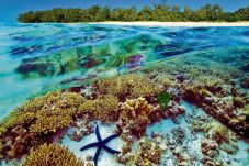 Great Barrier Reef Raih...
