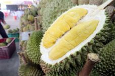 Gara-gara Durian Busuk,...