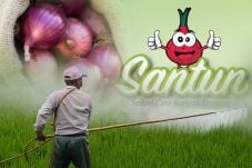 Pacu Produksi Bawang,...