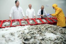 Alasan Eksportir Udang...