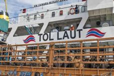 Dua Kapal Ternak Pelni...