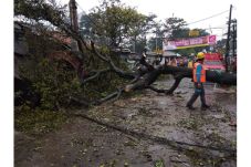 Hujan Angin, Pohon Bertumbangan...
