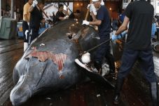 Jepang Bantai 333 Ikan...