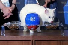 Kucing Peramal Achilles...