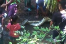 Pascaseorang Ibu Dimangsa,...