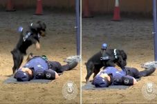 Anjing Ini Praktikkan...