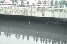 Dipancing Ayam, Buaya...
