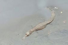 DLH: Buaya Bermunculan...