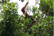 Habitat Terganggu, Orangutan...