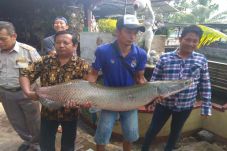 Ikan Predator Arapaima...