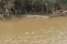 Geger! Ada Buaya Tengah...