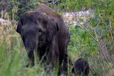 Kasus Pembunuhan Gajah...