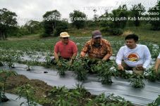 Minahasa Penyangga Cabai...