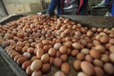 Harga Telur Ayam Tembus...