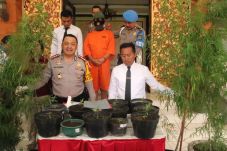 Tanam Pohon Ganja untuk...