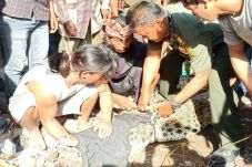 Buaya Rawa Seberat 100...
