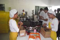 PT Jamu Air Mancur Bawa...
