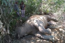Ditemukan Lagi, Gajah...