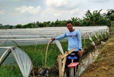 Adopsi Sungkup Plastik,...