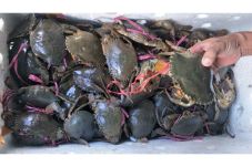 Cukong Kepiting Betina...