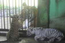 Dua Bayi Harimau Benggala...