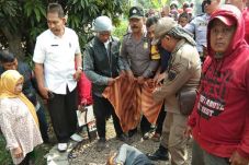 Asyik lihat Pohon Mangga,...