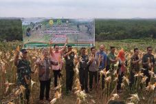 TNI AD Panen Jagung...