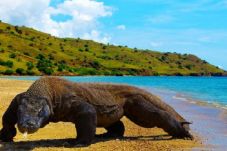 Pulau Komodo Masuk 10...