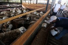 Jelang Idul Adha, Purwakarta...