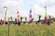 Bupati Kobar Panen Raya...
