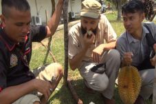 Demi Nikmati Durian,...