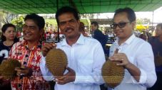 Durian Lokal Indonesia...