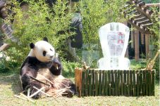 Cai Tao Panda Raksasa...