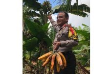 Khasiat Pisang Tongka...