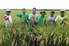 Merauke Cetak Sawah...