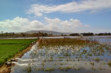 Terendam Air Laut, Petani...