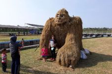 Festival Jerami Pembuktian...