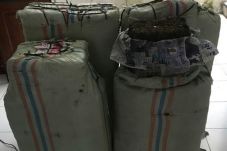 Bawa Ganja 100 Kg, Dua...