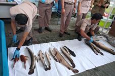 25 Ikan Predator Dimusnahkan...