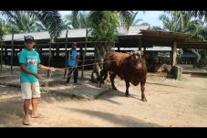 Jokowi Kurban Sapi Limosin...