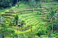 Ubud Bali Dinobatkan...