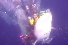 Tunggangi Hiu Paus di...
