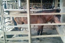 Gadis Malang Tewas Terseret...
