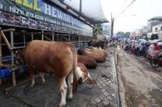 Periksa Kesehatan Hewan...