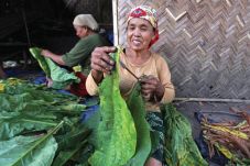 Kilau Daun Emas Bumi...
