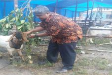 Dinas Peternakan Kobar...
