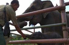 Tiga Bayi Gajah Sumatera...