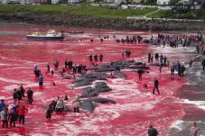 Horor, Faroe Islands...